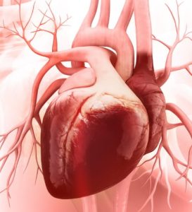 Heart