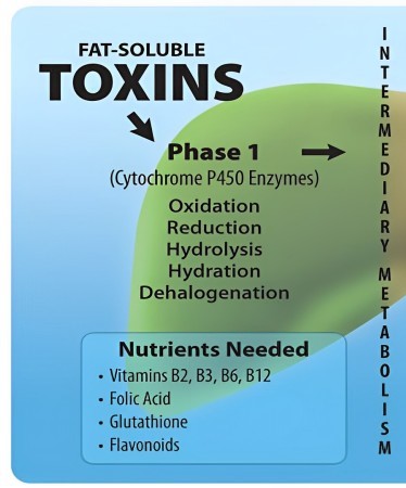 An infographic depicting Phase 1 of the human body's intermediary metabolism process for fat-soluble toxins. It features a green oval with the title "FAT-SOLUBLE TOXINS" and an arrow labeled "Phase 1" pointing rightward. Inside the oval, the text specifies "(Cytochrome P450 Enzymes)" and lists the processes involved: Oxidation, Reduction, Hydrolysis, Hydration, and Dehalogenation. Below the oval, a blue banner titled "Nutrients Needed" lists Vitamins B2, B3, B6, B12, Folic Acid, Glutathione, and Flavonoids. The background is a gradient of blue shades, darker at the bottom and becoming lighter toward the top.