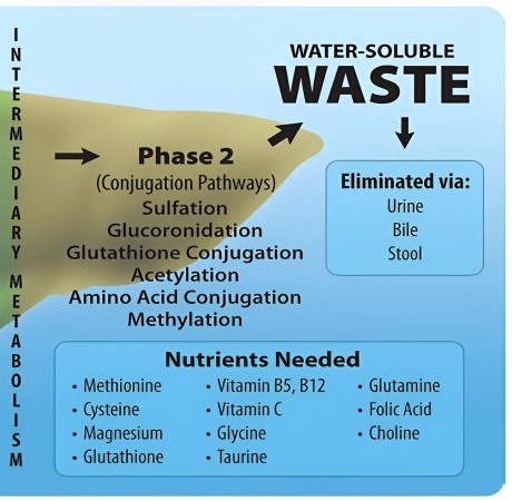 An informational graphic detailing Phase 2 of the human body's intermediary metabolism for water-soluble waste. The phase is represented by a tan arrow titled "Phase 2 (Conjugation Pathways)" which includes various biochemical processes like sulfation, glucuronidation, glutathione conjugation, acetylation, amino acid conjugation, and methylation. To the right, a list of "Nutrients Needed" for this phase is provided, including Methionine, Cysteine, Magnesium, Glutathione, Vitamin B5, B12, Vitamin C, Glycine, Glutamine, Folic Acid, Choline, and Taurine. The end of the process points to a blue area indicating that the water-soluble waste is "Eliminated via: Urine, Bile, Stool." The background transitions from a medium blue at the bottom to a lighter blue at the top, with a slight gradient effect.