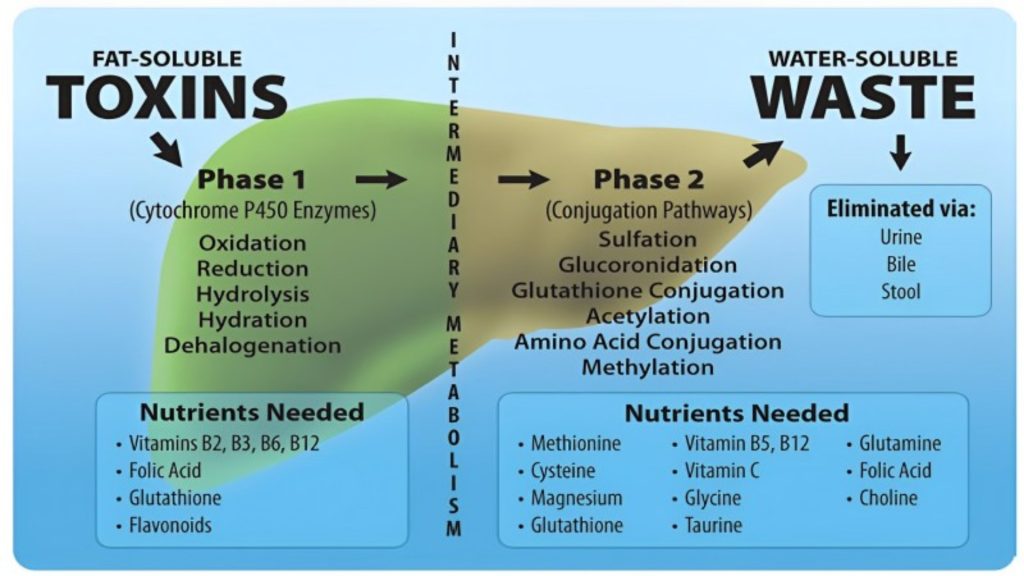 An infographic explaining the two-phase process of toxin metabolism in the human body. Phase 1, labeled "FAT-SOLUBLE TOXINS," is represented by a green oval and includes the Cytochrome P450 enzymes responsible for oxidation, reduction, hydrolysis, hydration, and dehalogenation. Below this phase, a list titled "Nutrients Needed" includes Vitamins B2, B3, B6, B12, Folic Acid, Glutathione, and Flavonoids. Phase 2, labeled "WATER-SOLUBLE WASTE," is shown as a tan arrow pointing towards an elimination method, with processes such as sulfation, glucuronidation, glutathione conjugation, acetylation, amino acid conjugation, and methylation. The nutrients needed for this phase include Methionine, Cysteine, Magnesium, Glutathione, Vitamin B5, B12, Vitamin C, Glycine, Glutamine, Folic Acid, Choline, and Taurine. The final elimination of the water-soluble waste is via urine, bile, and stool, as indicated by the blue square at the end of the process. The background is a gradient from dark to light blue, symbolizing the transition from fat-soluble to water-soluble substances.